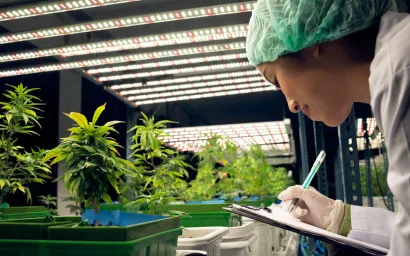Person inspecting plants