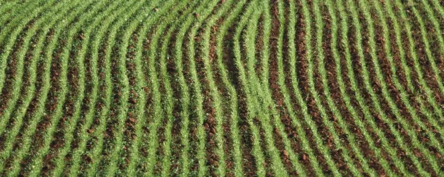 Tight rows of green shoots in field