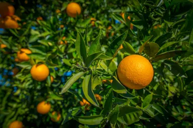 Citrus tree