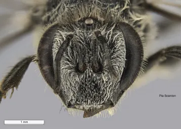 Apis florea macro frontal view by Pia Scanlon