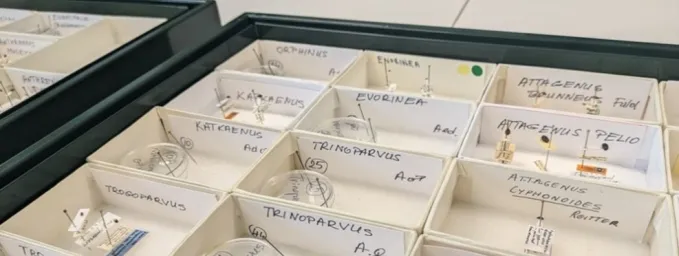 Khapra larvae reference collection in boxes