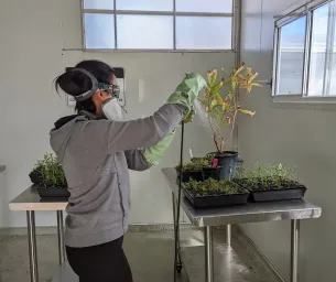 Person spraying plants in PPE in lab setting