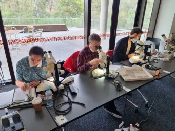 Miridae and Lygaeoidea Diagnostic Workshop Report