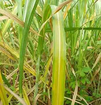 Sugar Research Australia PhD Industry Scholarship available