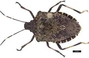 Pentatomoidea diagnostics workshop