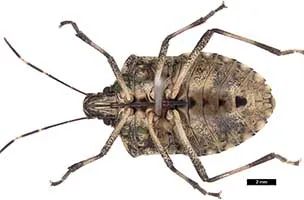 Pentatomoidea diagnostics workshop