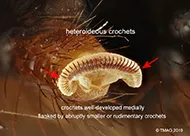 New lucid key for the identification of caterpillars to family level