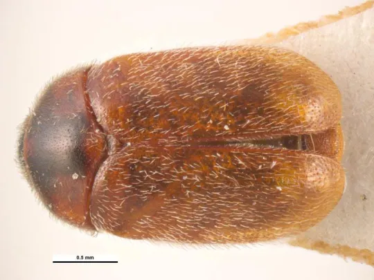 NPBDN-funded training 2024: Dermestidae and Khapra beetle identification workshop