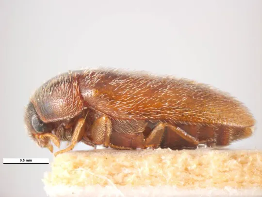 NPBDN-funded training 2024: Dermestidae and Khapra beetle identification workshop