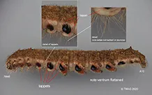 New lucid key for the identification of caterpillars to family level