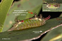 New lucid key for the identification of caterpillars to family level
