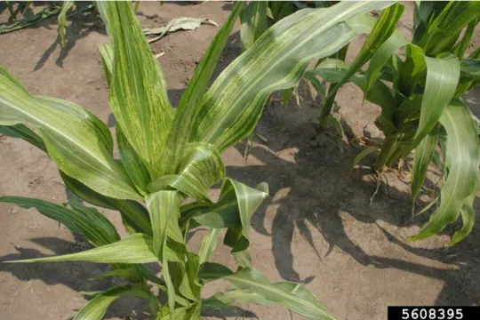 Endorsed National Protocol strengthens defence against maize dwarf mosaic virus
