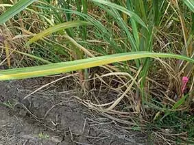 Sugar Research Australia PhD Industry Scholarship available