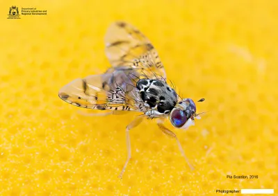 Ceratitis capitata adult - image by Pia Scanlon