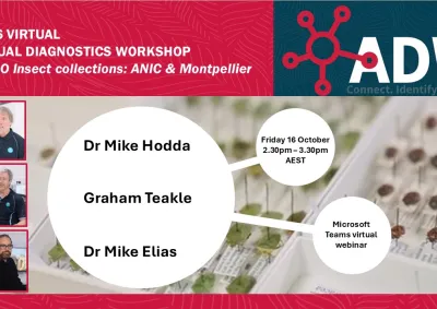 vADW webinar: CSIRO insect collections graphic