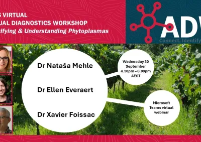 Phytoplasma webinar promotional slide