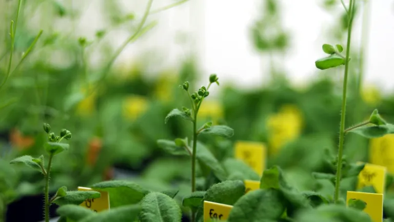 Arabidopsis in growth cabinet
