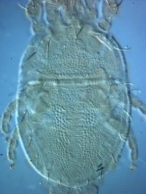 Cenopalpus spinosus