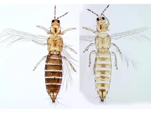 Franklinella occidentalis dorsal image
